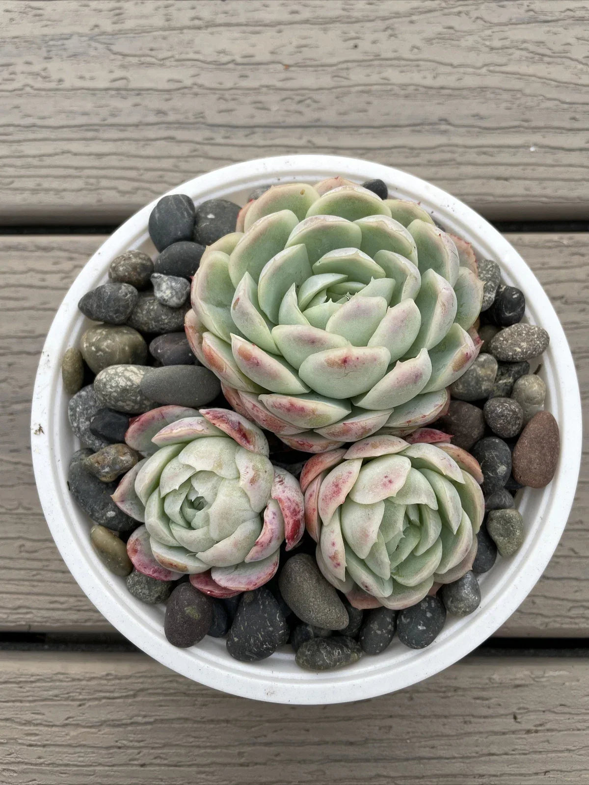 Echeveria Elegans Succulent - Mexican Snowball - 3 Live Rooted Plants - 1-2 Inches | Low Maintenance Indoor & Outdoor Plant