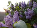 Old Fashioned Lilac Sapling - Bare Root Syringa vulgaris for Gardens, Fragrant Purple Flowers, Dormant Shrub