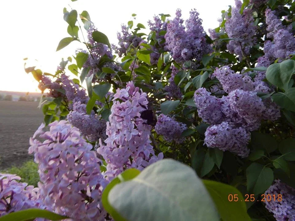 Old Fashioned Lilac Sapling - Bare Root Syringa vulgaris for Gardens, Fragrant Purple Flowers, Dormant Shrub