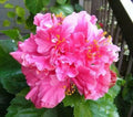 Tropical Hibiscus Starter Plant - Pride of Hankins Pink - Triple Blooms - Hibiscus rosa-sinensis, Indoor & Outdoor Gardening