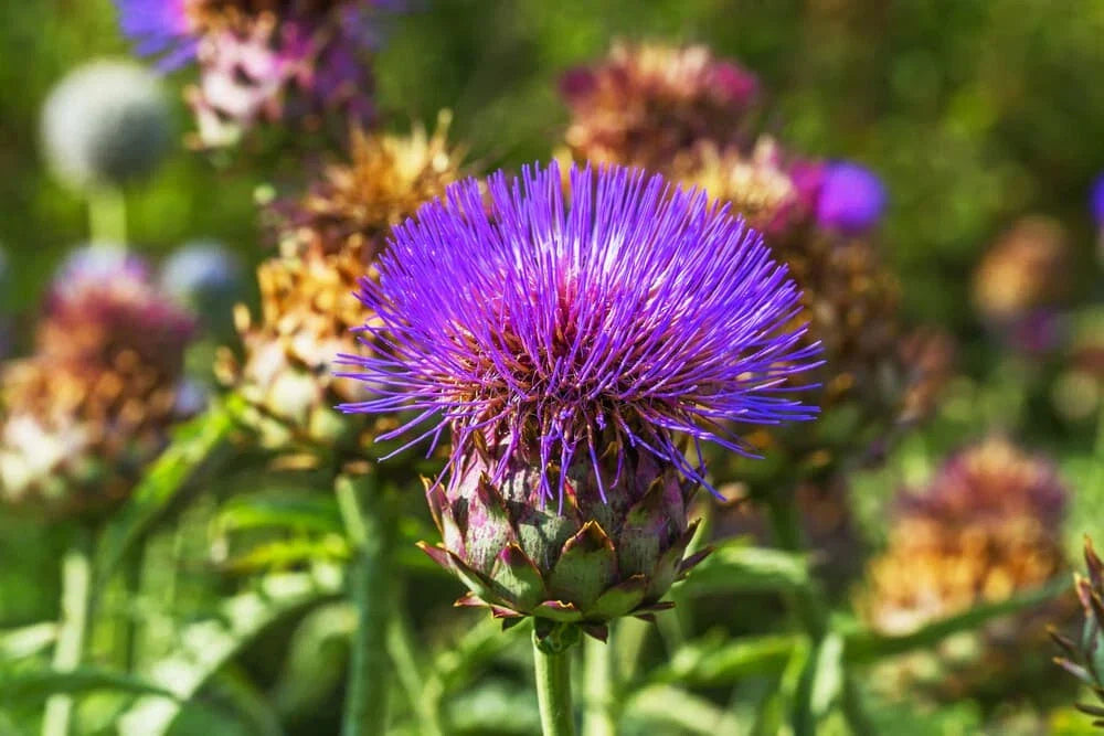 Cardoon Thistle Seeds - 200+ Count, Edible Perennial, Cynara cardunculus, Ornamental & Culinary, USA Grown