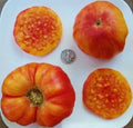 Hillbilly Bi-Color Tomato Seeds - Heirloom Solanum lycopersicum, 25 Pack, Juicy, Sweet, Salad & Salsa Tomatoes