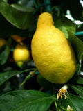 Primofiori Lemon Seeds - Citrus limon Fruit Tree for Garden & Pot Growing - 5+ Pack