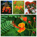 Red Bird of Paradise Flower Seeds - 15 Seeds - Caesalpinia pulcherrima - Tropical Ornamental Planting Seeds