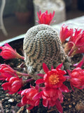 Rebutia Albopectinata Cactus in 6 Inch Pot, Rooted Succulent with Unique Spines, Indoor Desert Plant, Drought Tolerant, Easy Care