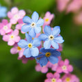 Forget Me Nots Seeds - 500 Mixed Color Perennial Flower Seeds for Pollinators - Myosotis spp.