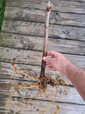 American Elderberry Plants - 2 Rooted Sambucus canadensis Hardy Berry Bushes for Garden or Landscape