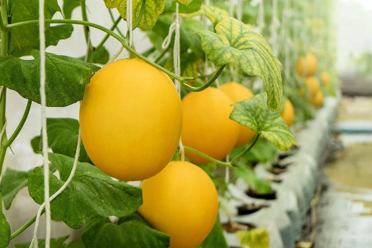 Canary Yellow Melon Seeds - Hanging Vining Variety - Cucumis melo - 10 Pack, Non-GMO, Full Sun, Made in USA