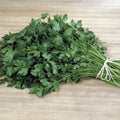Italian Plain Leaf Parsley Seeds - Heirloom Fragrant Herb - Petroselinum crispum - 300-5000 Seeds