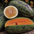 Orangeglo Watermelon Seeds - 50+ Non-GMO Citrullus lanatus for Large, Juicy Fruit in Home Gardens