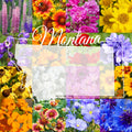 Wildflower Seed Mix 1/4 Pound Montana Western Native Flower Blend for Garden, Pollinators & Wildflower Gardens