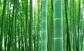 Giant Bamboo Seeds - 50+ for Planting - Privacy Screen - Bambusa vulgaris - Fast Growing, Clumping, Exotic Foliage