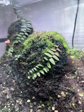 Marcgravia Umbellata Red Vine Cutting - Dart Frog Safe Indoor Terrarium Plant