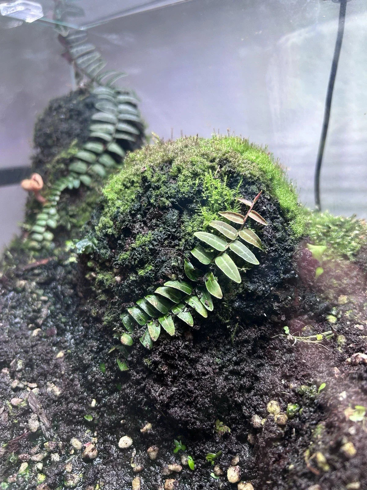 Marcgravia Umbellata Red Vine Cutting - Dart Frog Safe Indoor Terrarium Plant