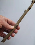Pre-Wand Stick American Holly Ilex opaca Virginia Native Crafting Material