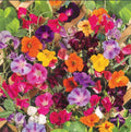 Colorful Climbers Seed Mix - Morning Glory, Sweet Pea, Nasturtium Vines - Non-GMO 50 Seeds for Vertical Garden, Trellis, Fences