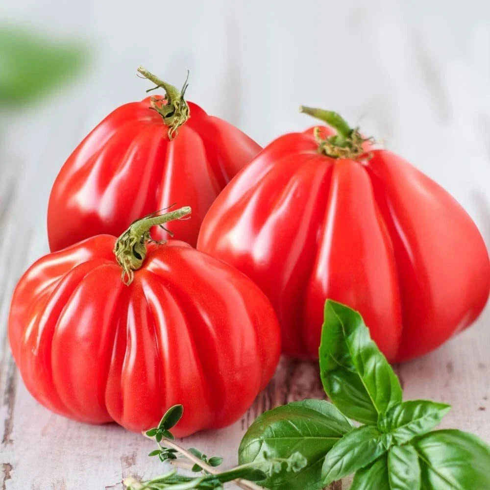 Ruffled Tomato Seeds - Heirloom Solanum lycopersicum - Exotic Ruffled Tomato Variety for Home Garden
