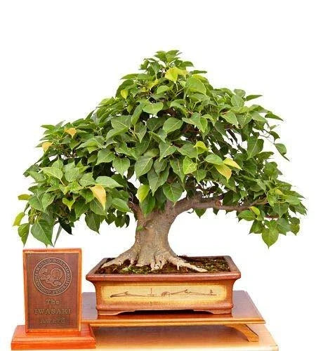 Sacred Fig Bonsai Tree Seeds - Ficus Religiosa - Indoor Plant Seeds for Bonsai Cultivation - 25+ Seeds