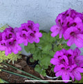 Geranium Starter Cuttings 6" Lavender Pink Black Pelargonium Garden Indoor Plant