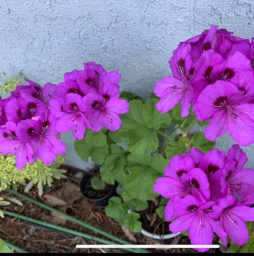 Geranium Starter Cuttings 6" Lavender Pink Black Pelargonium Garden Indoor Plant