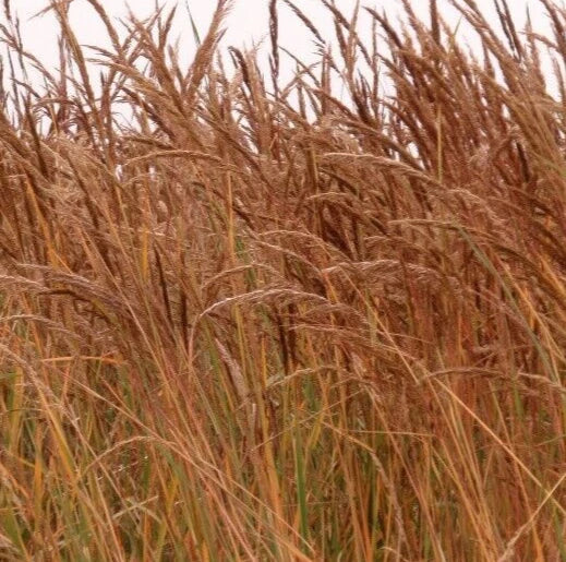 Indian Grass Seeds - 300+ Perennial Ornamental Grass, Sorghastrum nutans, Garden Planting, Drought-Tolerant, Full Sun