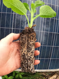 Live Rooted Comfrey Plant Bocking 14 Symphytum × uplandicum Non-Invasive Pollinator Friendly