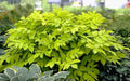 Aralia ‘Sun King’ Japanese Spikenard Live Starter Plant – Bold Chartreuse Shade Perennial