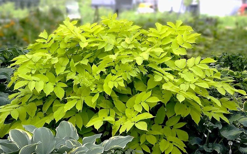Aralia ‘Sun King’ Japanese Spikenard Live Starter Plant – Bold Chartreuse Shade Perennial