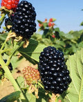 Blackberry Plants 3-Inch Pots | Sweet Juicy Fruit Bushes | Rubus fruticosus | Ready-to-Plant Live Berry Plants (2 Pack)