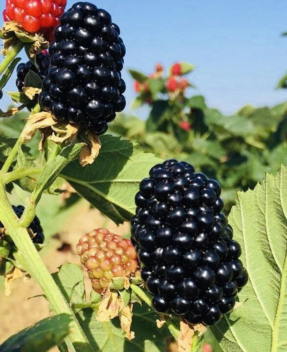 Blackberry Plants 3-Inch Pots | Sweet Juicy Fruit Bushes | Rubus fruticosus | Ready-to-Plant Live Berry Plants (2 Pack)