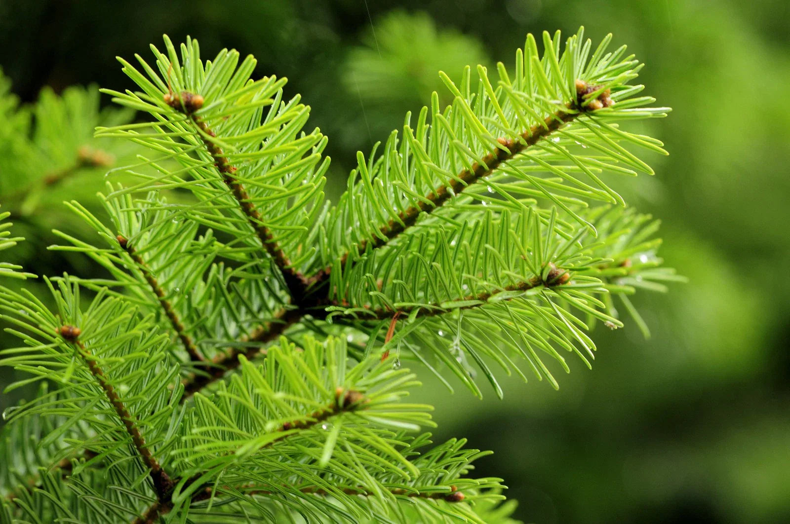 Douglas Fir Tree Seedling Bare Root – Pseudotsuga menziesii var. menziesii, Evergreen Conifer for Landscaping and Reforestation