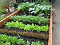 Heirloom Vegetable Seeds Collection – 10 Varieties Non-GMO Organic Gardening for Home Garden, Raised Beds & Containers