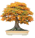 Bonsai Tree Seeds - Trident Maple Acer buergerianum - 20+ Seeds for Indoor & Outdoor Cultivation