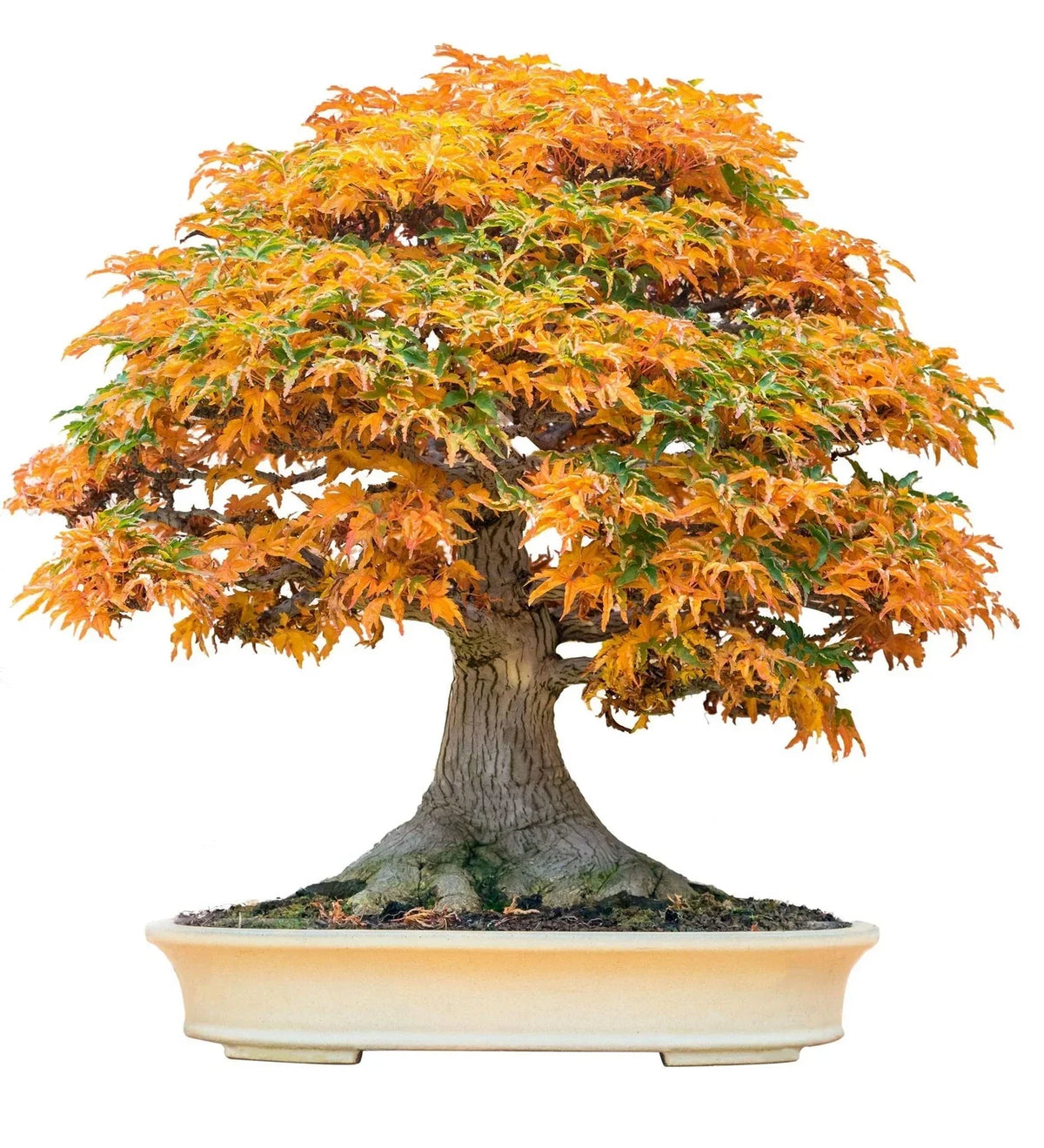 Bonsai Tree Seeds - Trident Maple Acer buergerianum - 20+ Seeds for Indoor & Outdoor Cultivation