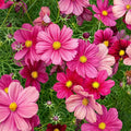 Rubinato Cosmos Seeds - 200+ Pack, Vibrant Red & Pink Annual Flowers, Cosmos bipinnatus for Garden, Borders & Containers