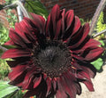 Chocolate Cherry Sunflower Seeds Pack of 50 | Red Brown Flowers for Summer Garden | Helianthus annuus
