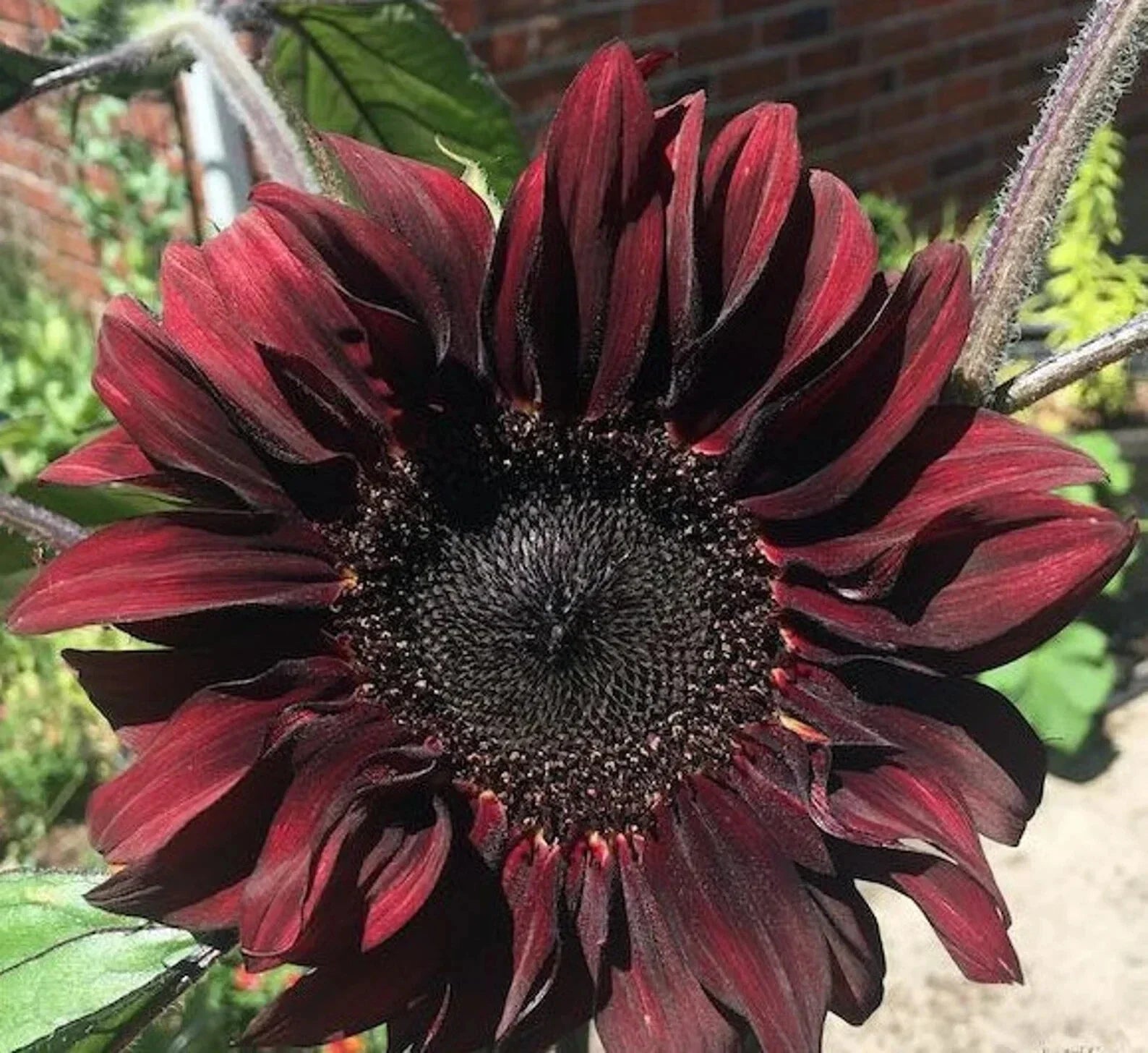 Chocolate Cherry Sunflower Seeds Pack of 50 | Red Brown Flowers for Summer Garden | Helianthus annuus