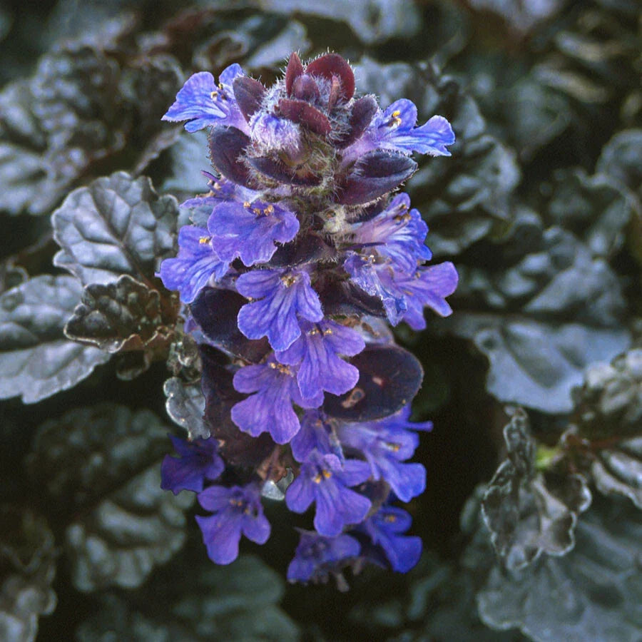 Ajuga Reptans 'Bugleweed' Starter Plants - 10 Rooted Cuttings Ground Cover