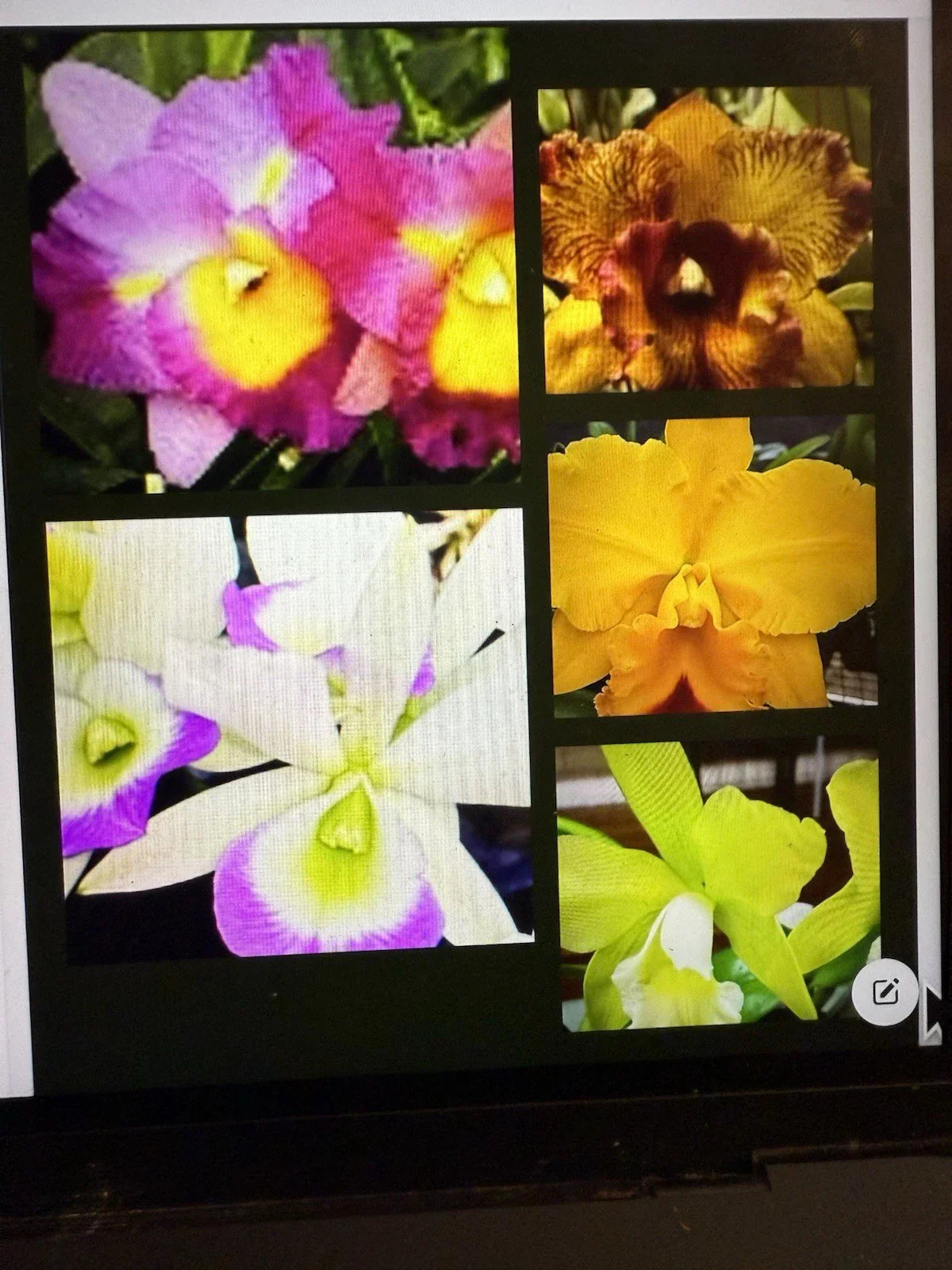 Cattleya Orchid Plant Bare Root Multiple Stems No Tag - Cattleya spp. Indoor or Outdoor Flowering Orchid