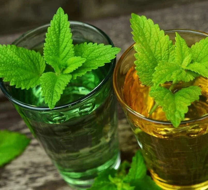 Lemon Balm Seeds 500 Melissa officinalis Organic Herb Garden Planting for Tea & Culinary