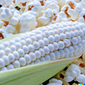 White Popcorn Seeds – Non-GMO Japanese Hulless Corn – Zea mays everta – 50+ Packaged Seeds for Home Garden & Snacking