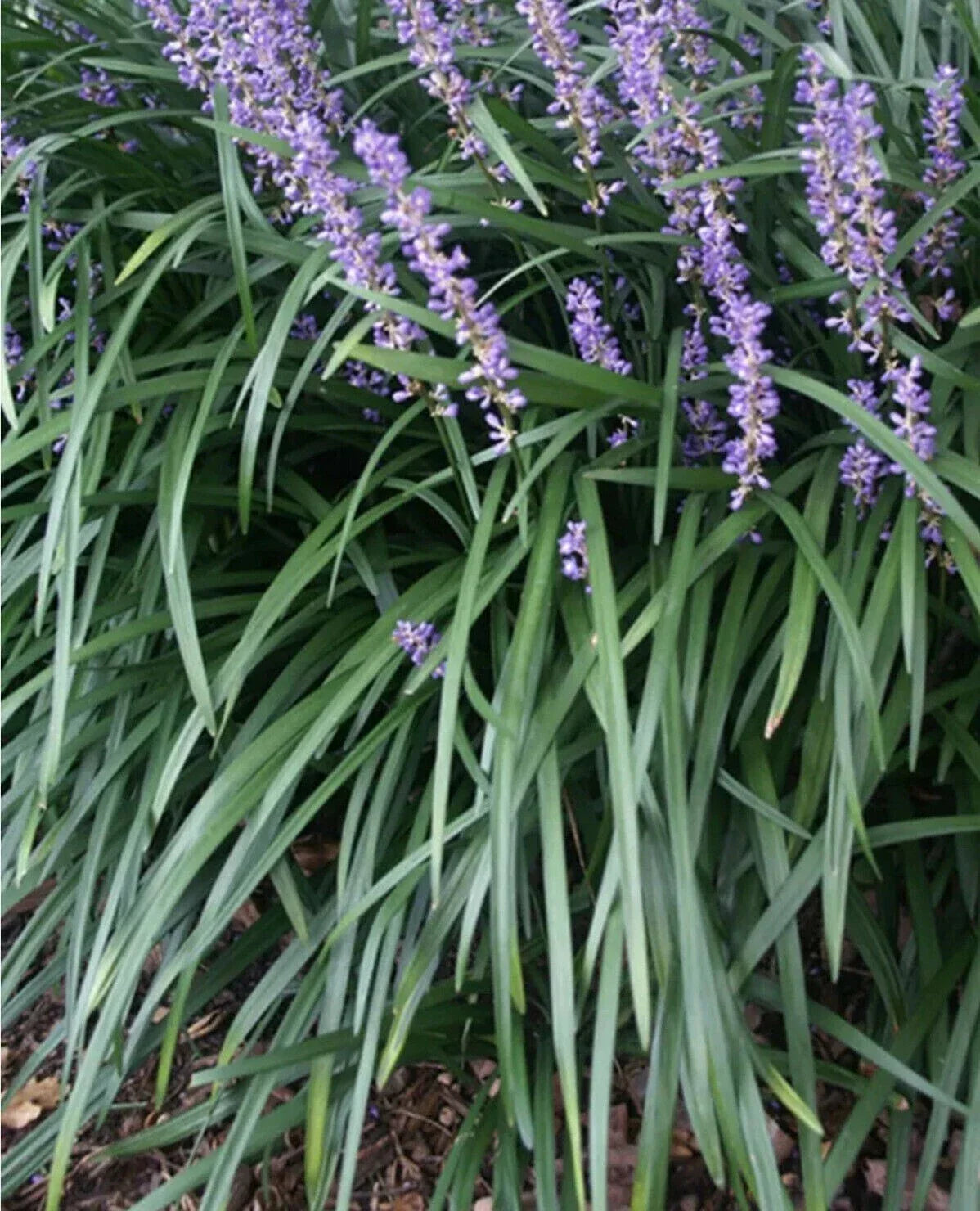 Liriope muscari Ground Cover Plants - 15 Rooted Starter Plugs - Monkey Grass Lilyturf for Gardens & Borders
