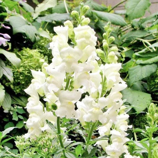 Snapdragon Seeds - White Snowflake Variety - Non-GMO Antirrhinum majus for Borders, Containers, Garden Beds