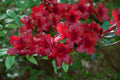 Azalea Starter Plant, Small Rooted, Midnight Flare Rhododendron, Deciduous Garden Shrub, Vibrant Blooms, Easy to Grow