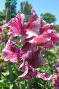 Sweet Pea Seeds - Theia-Bella Variety, Climbing Vine, Lathyrus odoratus, 50+ Premium Seeds, USA Grown, Free Shipping