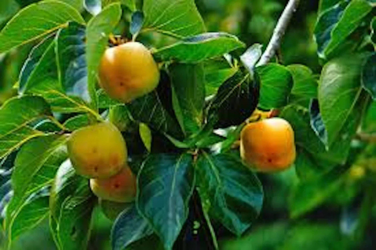 Persimmon Tree Bare Root 12-24 Inches Tall Diospyros virginiana Native American Edible Landscaping