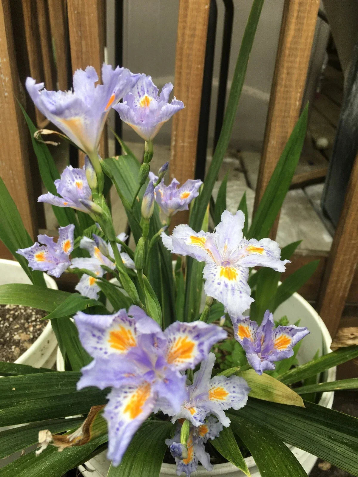Heirloom Iris Purple Fringed 4-Pack - Neoregalia spp. Garden Plants for Borders and Pollinators