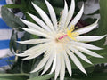 Epiphyllum Cutting 8" Unrooted Hookeri Strictum Orchid Cactus Succulent Plant for Indoor Garden