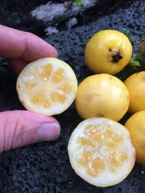 Yellow Lemon Guava Seeds - Tropical Fruit Seeds - Psidium littorale - Sweet Flavor - Home Gardening Planting Kit