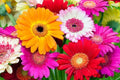 Fresh Gerbera Daisy Flower Seeds Mix - 100 Seeds, Colorful Blooms, Gerbera jamesonii, Garden, Border, Container Planting